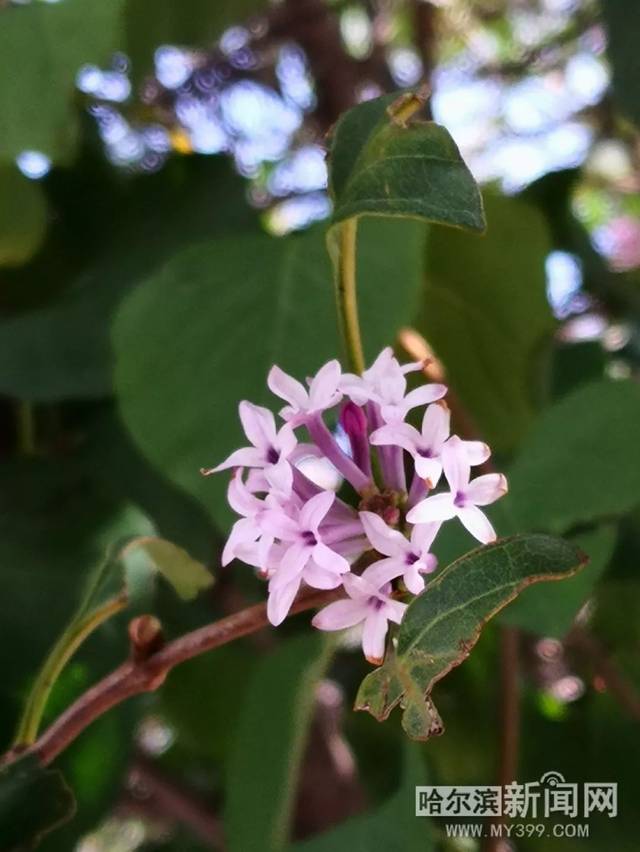 喜羊羊与灰太狼之筐出未来（粤语版）