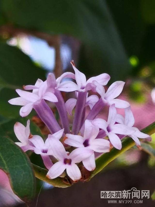 六扇门之血手奇谭