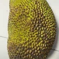 八月桂花遍地开